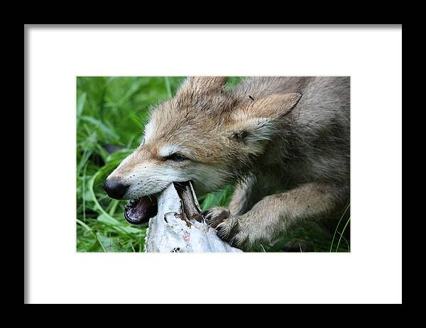 Wolf Framed Print featuring the photograph Gray Wolf Pup #12 by Amanda Stadther
