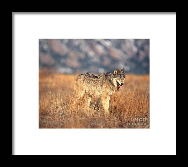 Gray Wolf Framed Print featuring the photograph Timber Wolf #12 by Hans Reinhard