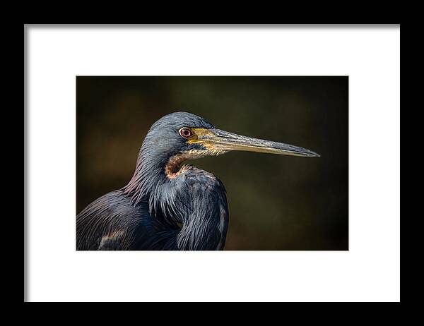 Birds Framed Print featuring the photograph Tricolored Heron #12 by Bill Martin