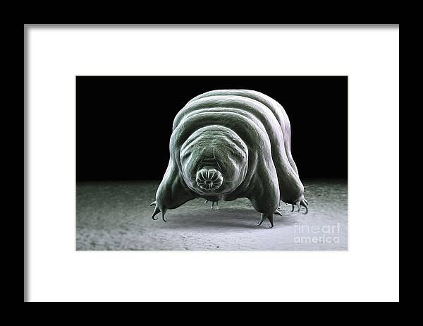 Protostomia Framed Print featuring the photograph Water Bear Tardigrades #12 by Science Picture Co