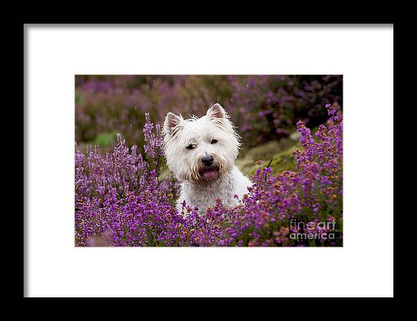 Dog Framed Print featuring the photograph West Highland White Terrier #12 by John Daniels