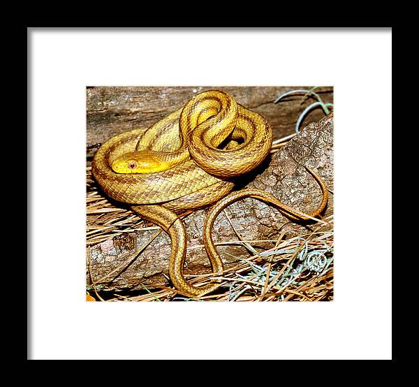 Yellow Rat Snake Framed Print featuring the photograph Yellow Rat Snake #12 by Millard H. Sharp