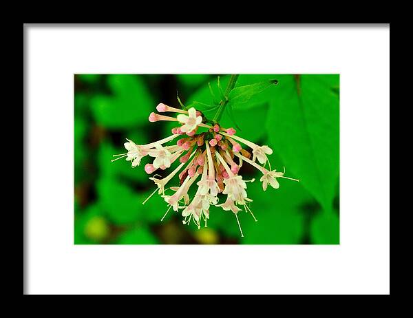 Wildflowers Framed Print featuring the photograph 120427_101 #120427101 by Walt Sterneman