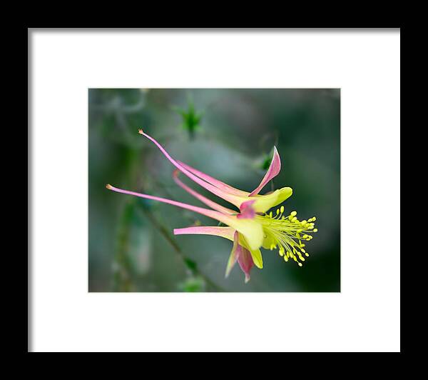 Flowers Framed Print featuring the photograph 120529_027 #120529027 by Walt Sterneman