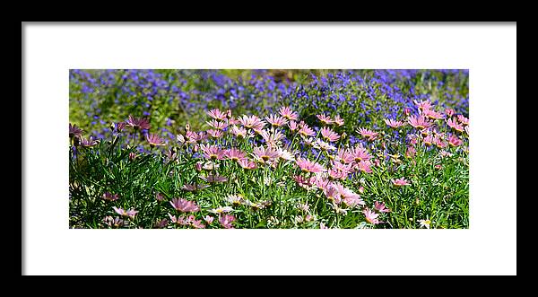 Floral Framed Print featuring the photograph Background Of Colorful Flowers by Michael Goyberg