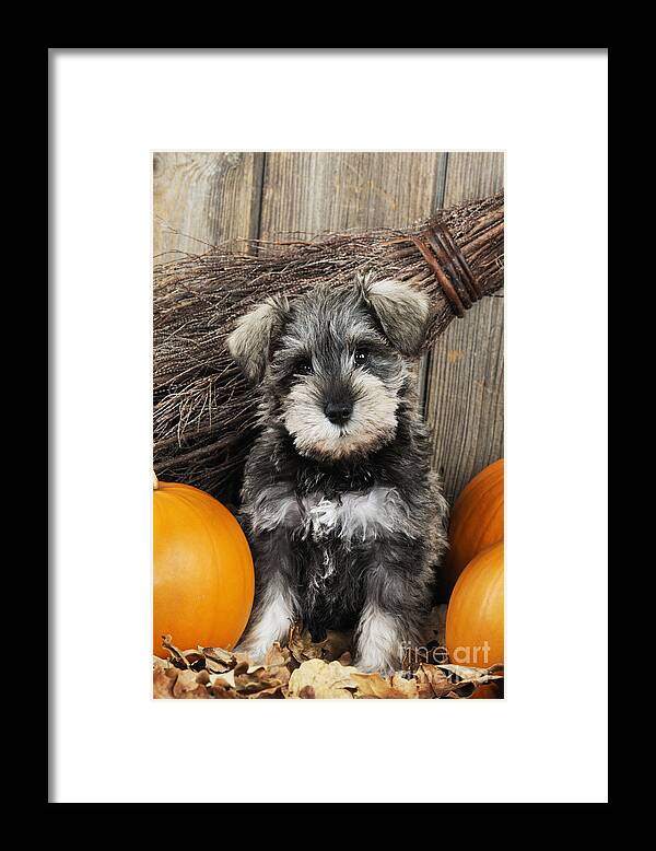 Dog Framed Print featuring the photograph Schnauzer Puppy Dog #13 by John Daniels