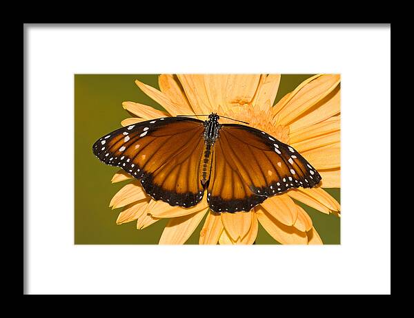 Animal Framed Print featuring the photograph Soldier Butterfly Danaus Eresimus #13 by Millard H. Sharp