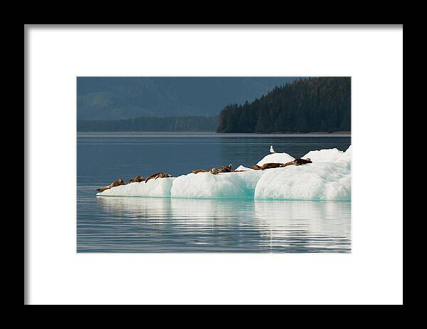 Alaska Framed Print featuring the photograph USA, Alaska, Tongass National Forest #13 by Jaynes Gallery