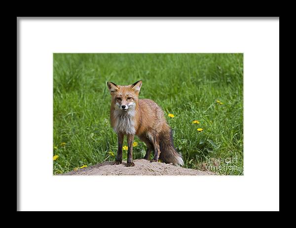 Red Fox Framed Print featuring the photograph 131018p141 by Arterra Picture Library