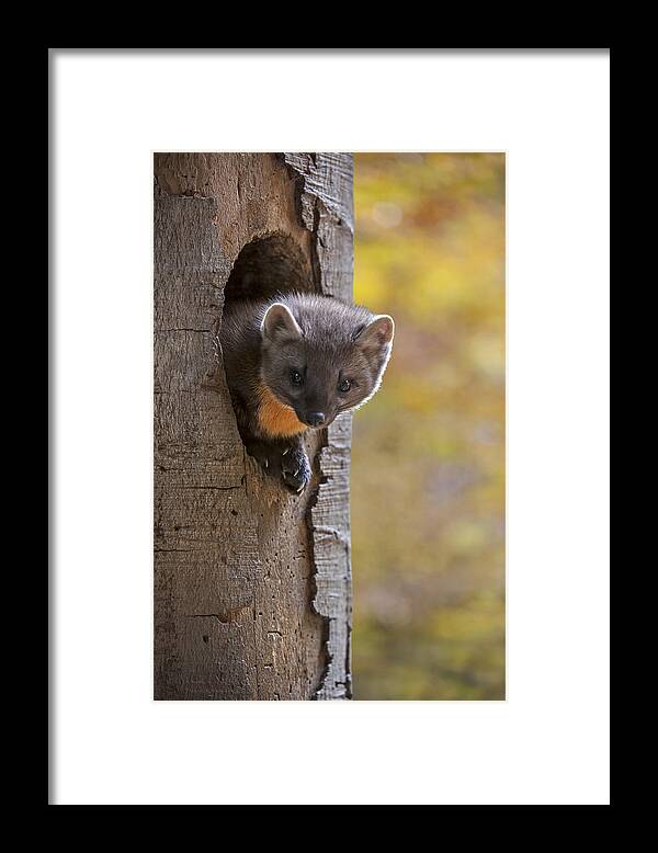 European Pine Marten Framed Print featuring the photograph 131114p020 by Arterra Picture Library