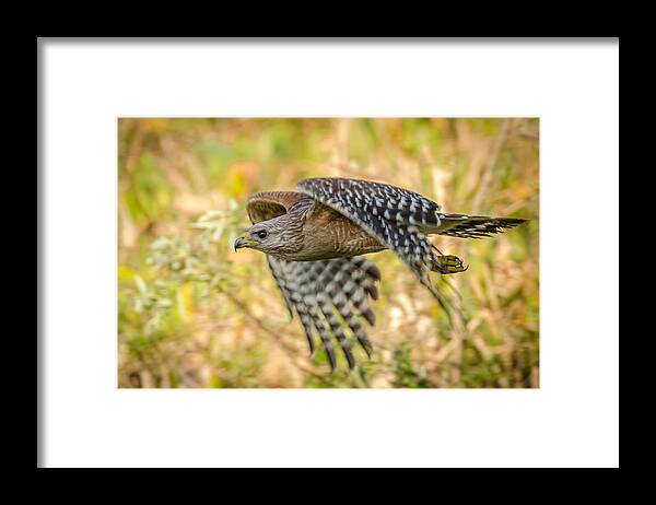 Red Shouldered Hawk Framed Print featuring the photograph Red Shouldered Hawk by Bill Martin