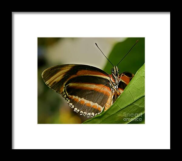 Butterfly Framed Print featuring the photograph Butterfly #14 by Olga Hamilton