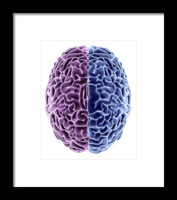 Brain Framed Print featuring the photograph Human Brain #14 by Pasieka