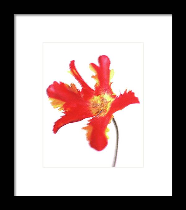 White Background Framed Print featuring the photograph Organic #14 by Michael Banks