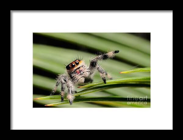 Animal Framed Print featuring the photograph Regal Jumping Spider #14 by Scott Linstead