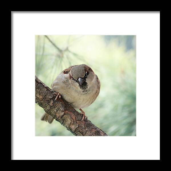Nature Framed Print featuring the photograph Sparrow #14 by Heike Hultsch