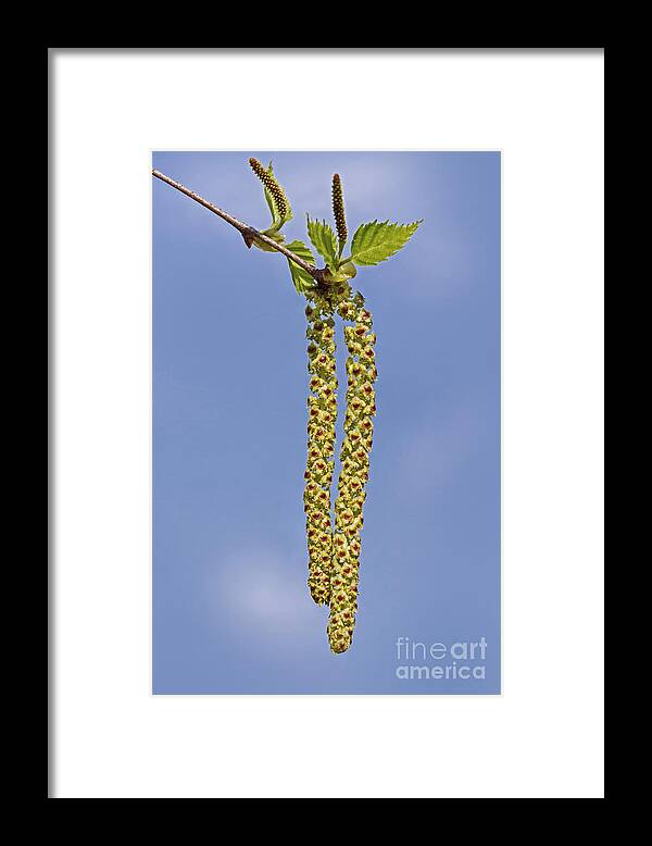 Silver Birch Framed Print featuring the photograph 140420p090 by Arterra Picture Library