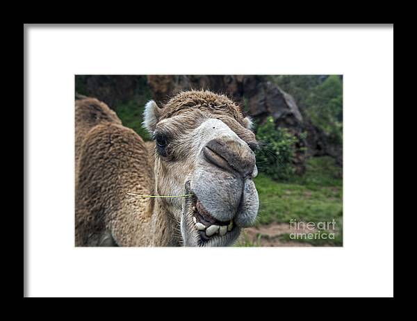Dromedary Framed Print featuring the photograph 140420p314 by Arterra Picture Library