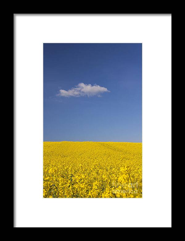Rape Framed Print featuring the photograph 141114p154 by Arterra Picture Library