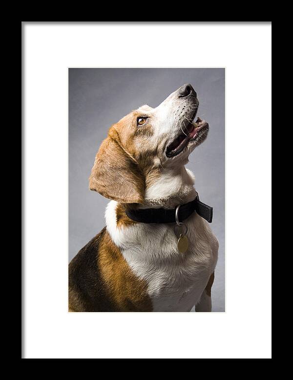 Beagle Framed Print featuring the photograph Beagle #15 by Gary Marx