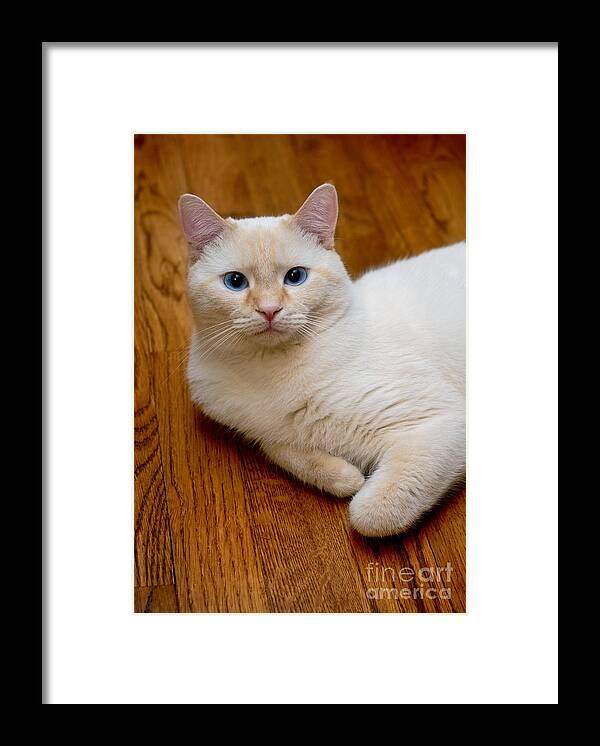 Blue Eyes Framed Print featuring the photograph Flame Point Siamese Cat #15 by Amy Cicconi