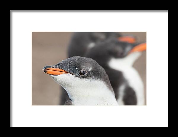 Adolescent Framed Print featuring the photograph Gentoo Penguin (pygoscelis Papua #15 by Martin Zwick