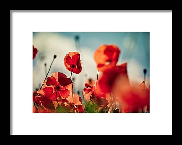Poppy Framed Print featuring the photograph Poppy Meadow #15 by Nailia Schwarz