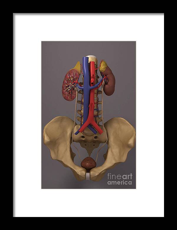 Arcuate Vein Framed Print featuring the photograph The Renal System #15 by Science Picture Co