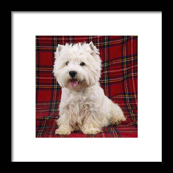 West Highland White Terrier Framed Print featuring the photograph West Highland White Terrier #15 by John Daniels