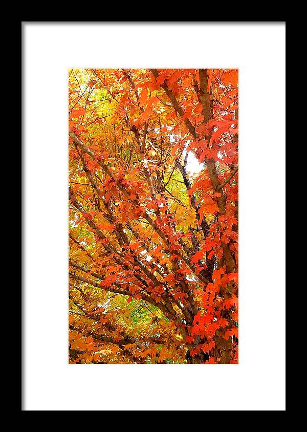 Fall Framed Print featuring the photograph Fall Explosion of Color #16 by Kenny Glover