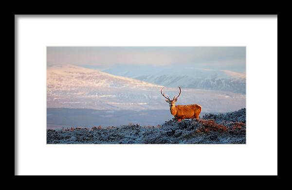 Red Deer Stag Framed Print featuring the photograph Red deer stag #16 by Gavin Macrae