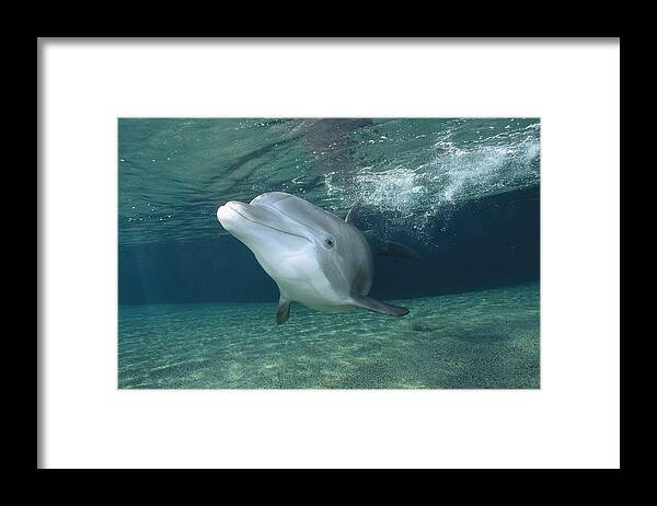 00088408 Framed Print featuring the photograph Bottlenose Dolphin by Flip Nicklin