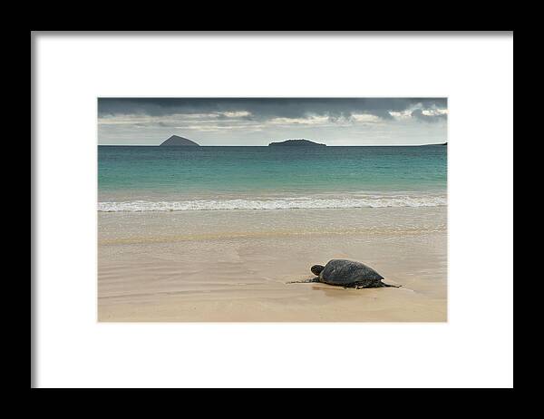 Chelonia Framed Print featuring the photograph Galapagos Green Sea Turtle (chelonia #17 by Pete Oxford