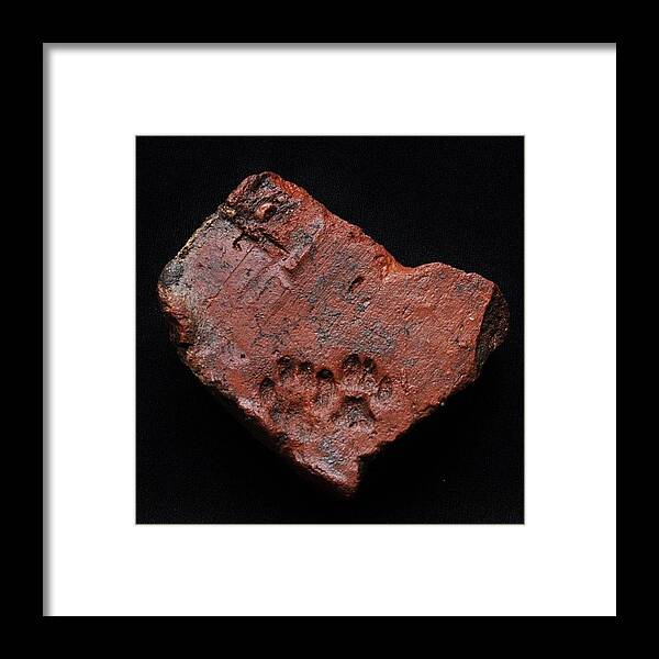  Framed Print featuring the photograph 1700 Year Old Roman Tile With Puppy by Adam Slater