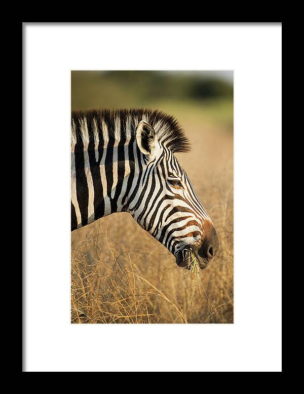Africa Framed Print featuring the photograph Africa, Botswana, Moremi Game Reserve #18 by Paul Souders