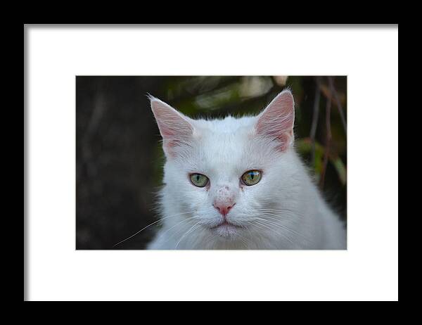 Cat Framed Print featuring the photograph 18- Cat by Joseph Keane