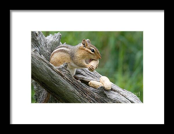 Feeding Framed Print featuring the photograph Eastern Chipmunk #18 by Linda Freshwaters Arndt