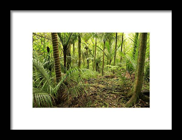 Forest Framed Print featuring the photograph Jungle #18 by Les Cunliffe
