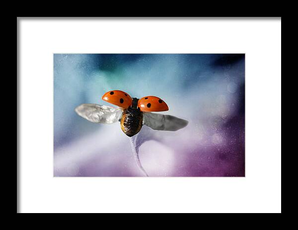 Ladybug Framed Print featuring the photograph Ladybug #18 by Heike Hultsch