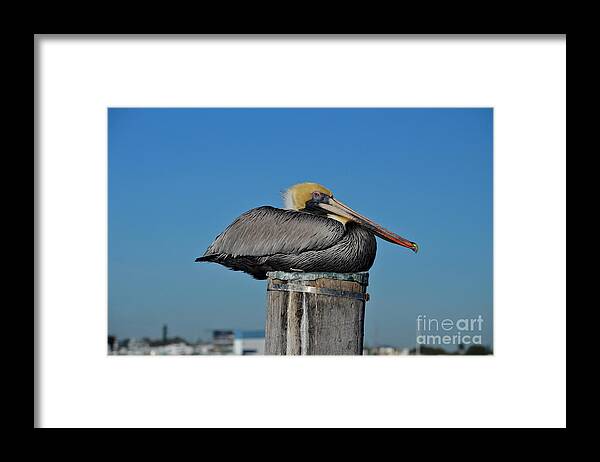 Pelican Framed Print featuring the photograph 18- Brown Pelican by Joseph Keane
