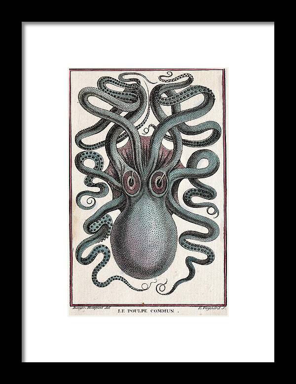 18th Century Framed Print featuring the photograph 1801 Montfort Octopus Engraving Colour by Paul D Stewart
