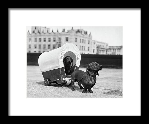 Photography Framed Print featuring the photograph 1930s Two Dachshund Dogs One Pulling by Vintage Images
