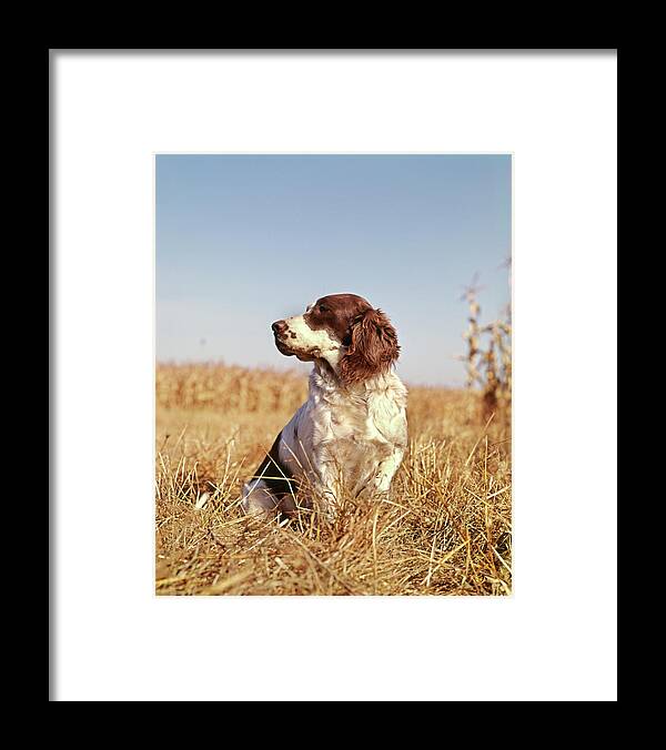 Photography Framed Print featuring the photograph 1970s Hunting Dog In Autumn Field by Vintage Images
