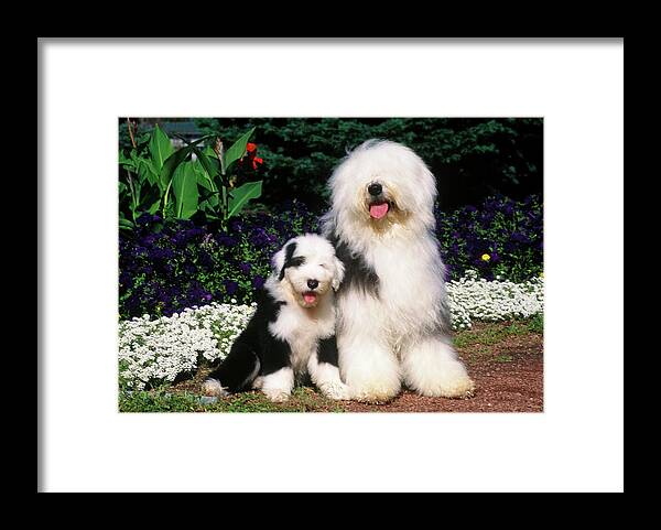 Photography Framed Print featuring the photograph 1990s Old English Sheepdog Adult by Vintage Images