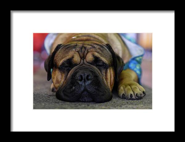 Westminster Kennel Club Dog Show Framed Print featuring the photograph 2016 Westminster Kennel Club Dog Show by Matthew Eisman