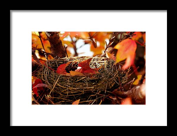 Autumn Framed Print featuring the photograph A Clutch of Color by Jason Politte