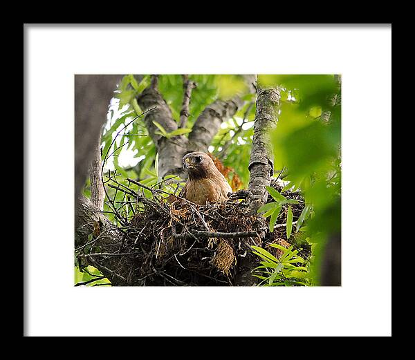 Red Shouldered Hawk Framed Print featuring the photograph Adult Red Shouldered Hawk by Jai Johnson
