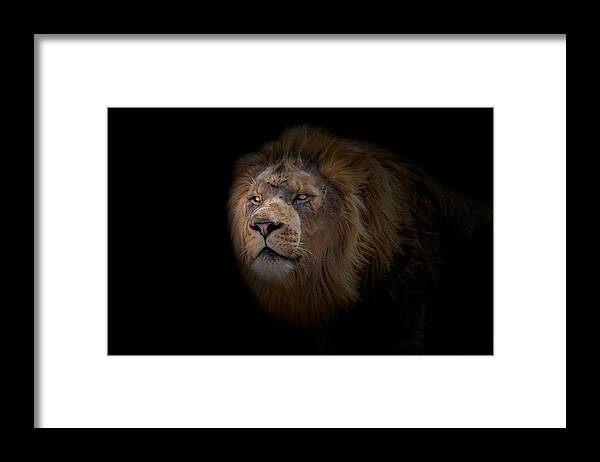 Africa Framed Print featuring the photograph African Lion #2 by Peter Lakomy