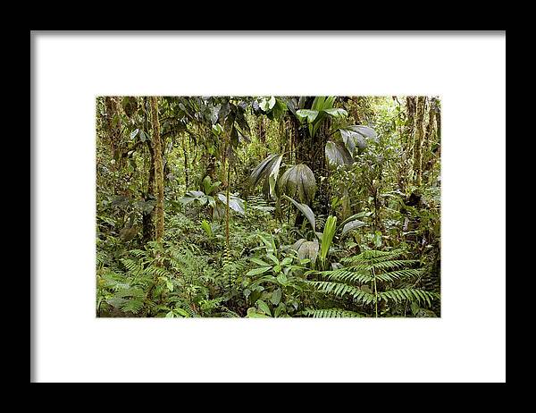 Plant Framed Print featuring the photograph Amazon Rainforest by Dr Morley Read/science Photo Library