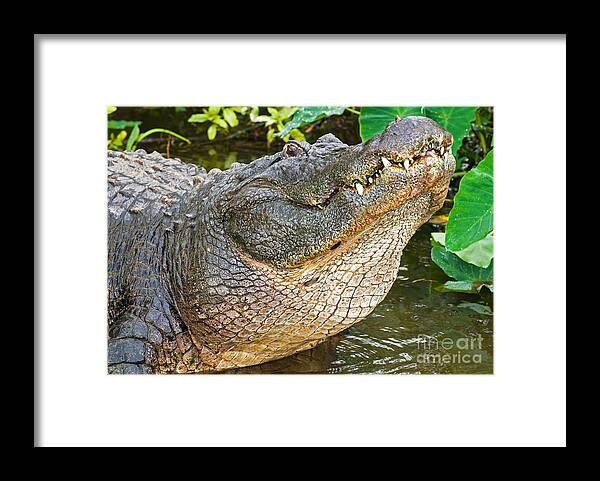 Alligator Framed Print featuring the photograph American Alligator #2 by Millard H. Sharp